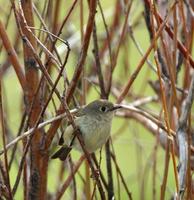 Image of: Regulus calendula (ruby-crowned kinglet)