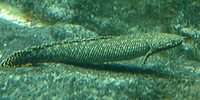 Polypterus ornatipinnis - Ornate Bichir