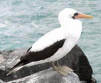 Image of: Sula dactylatra (masked booby)