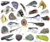 Image of: Actinopterygii (ray-finned fishes), Petromyzontiformes, Chondrichthyes (rays, sharks, ...