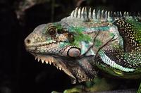 Image of: Iguana iguana (common green iguana)