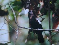 Black-and-white Bulbul - Pycnonotus melanoleucos