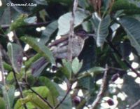 Streak-breasted Bulbul - Ixos siquijorensis