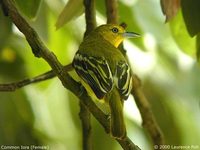 Common Iora - Aegithina tiphia
