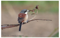 Burmese Shrike - Lanius collurioides