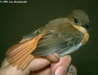 Palawan Flycatcher - Ficedula platenae