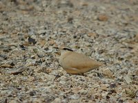 Cream-colored Courser - Cursorius cursor