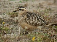 Eurasian Dotterel - Charadrius morinellus