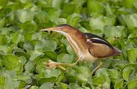 Least Bittern (Ixobrychus exilis) photo