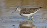 Green Sandpiper (Tringa ochropus) photo