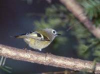 Goldcrest (Regulus regulus) photo