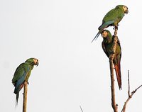 Chestnut-fronted Macaw - Ara severa