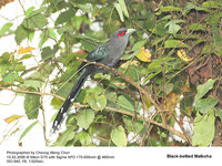 Black-bellied Malkoha - Phaenicophaeus diardi