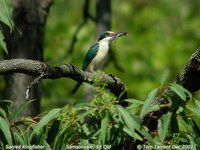 Sacred Kingfisher - Todirhamphus sanctus