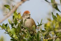 Sooty-fronted Spinetail - Synallaxis frontalis