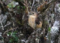 Tawny Antpitta - Grallaria quitensis