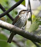 Streaked Flycatcher - Myiodynastes maculatus