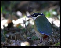 Indian Pitta - Pitta brachyura