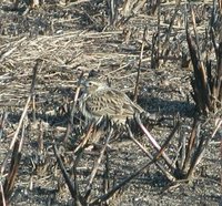 Eurasian Skylark - Alauda arvensis