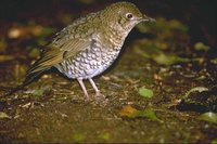 Olive-tailed Thrush - Zoothera lunulata