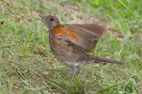 Pale-breasted Thrush - Turdus leucomelas