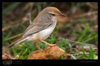 Rufous-fronted Prinia - Prinia buchanani