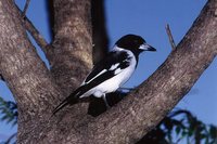 Pied Butcherbird - Cracticus nigrogularis