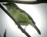 White-eyed Vireo - Vireo griseus