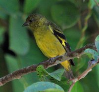 Olivaceous Siskin - Carduelis olivacea