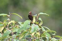 Flame-crested Tanager - Tachyphonus cristatus