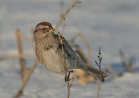 American Tree Sparrow - Spizella arborea