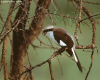 Grey-backed Fiscal