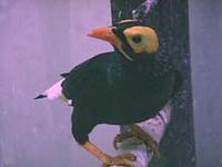 Yellow-faced Mynah