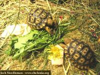 Leopard Tortoise, Geochelone pardalis babcocki