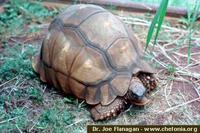 Madagascar Ploughshare Tortoise, Geochelone yniphora