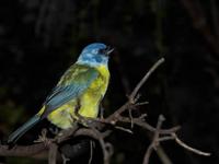 Blue and yellow Tanager (Thraupis bonariensis)