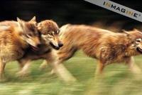 Gray or Timber Wolves running (Canis lupus) photo