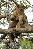 Tree climbing lion ( panthera leo ) , Ishasha sector in Queen Elizabeth National Park , Uganda s...