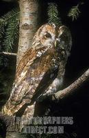 Tawny Owl at night stock photo