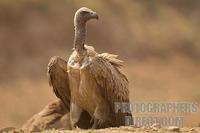 white backed vulture stock photo