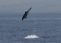 Bottlenose dolphin leaping, presumably trying to remove two remoras (c) D.L. Webster.