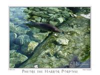 Harbor Porpoise