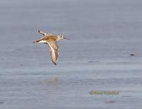 Dunlin C20D 02816.jpg