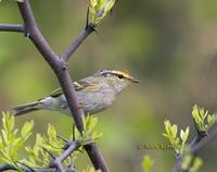 Pallas's leaf warbler C20D 03853.jpg