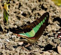 Common Bluebottle