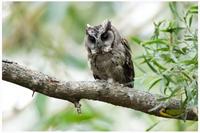 Collared Scops Owl