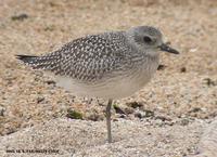 Grey Plover (Black-Bellied Plover) Pluvialis squatarola 개꿩