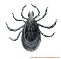 Deer Tick - Male