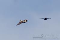 iberiaørn / spanish imperial eagle (Aquila adalberti)