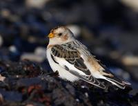 Snow Bunting (Plectrophenax nivalis)